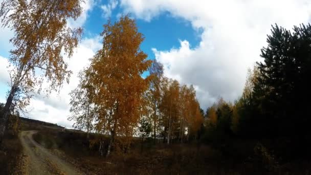 Árboles en otoño día ventoso — Vídeo de stock