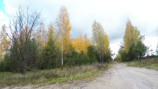 Arbres en automne journée venteuse — Video