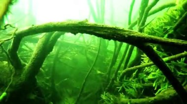 Sualtı dünyasını, nehir