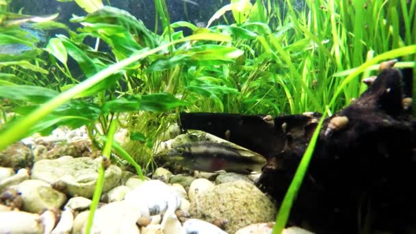 Tropische vissen in een aquarium — Stockvideo