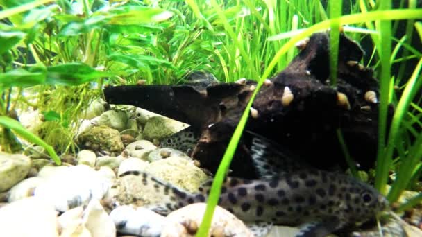 Tropische vissen in een aquarium — Stockvideo