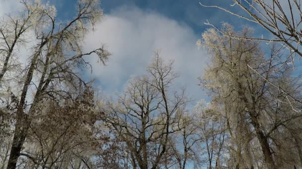 Iny trees sunny frosty day — Stock Video