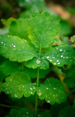 Chelidonium majus 'a çiy damlaları düşer. Tıbbi özellikleri olan önemli bir tıbbi bitki. Avrupa ormanlarında yetişiyorlar..