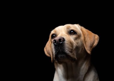İzole edilmiş siyah bir arka planda Labrador Retriever köpeğinin portresi. Çok neşeli ve mutlu..