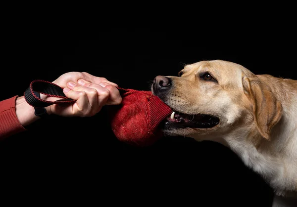 Närbild Labrador Retriever Hund Med Leksak Och Ägarens Hand Isolerad — Stockfoto
