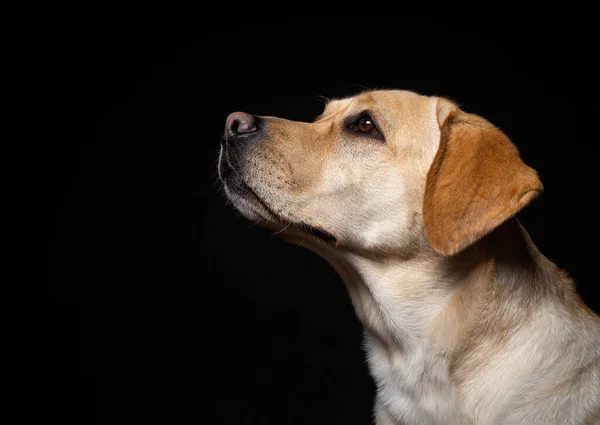 Портрет Собаки Ретривера Лабрадора Изолированном Черном Фоне Веселый Счастливый — стоковое фото