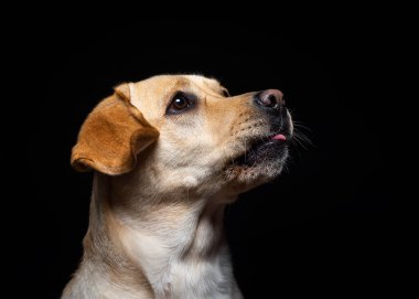 İzole edilmiş siyah bir arka planda Labrador Retriever köpeğinin portresi. Çok neşeli ve mutlu..
