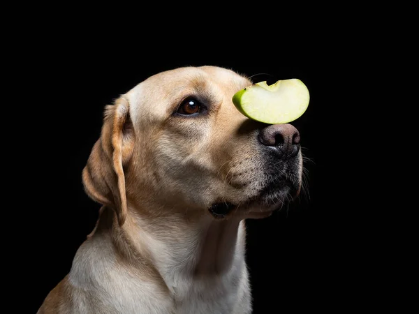 Burnunda Apple dilimi olan Labrador Retriever köpeği portresi. İzole edilmiş siyah bir arkaplanda poz veriyor..