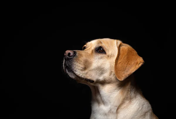 Egy Labrador Retriever Kutya Portréja Elszigetelt Fekete Háttérrel Nagyon Vidám — Stock Fotó