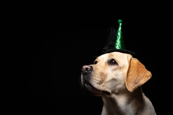 Close Van Een Labrador Retriever Hond Een Hoofdtooi Carnaval Halloween — Stockfoto