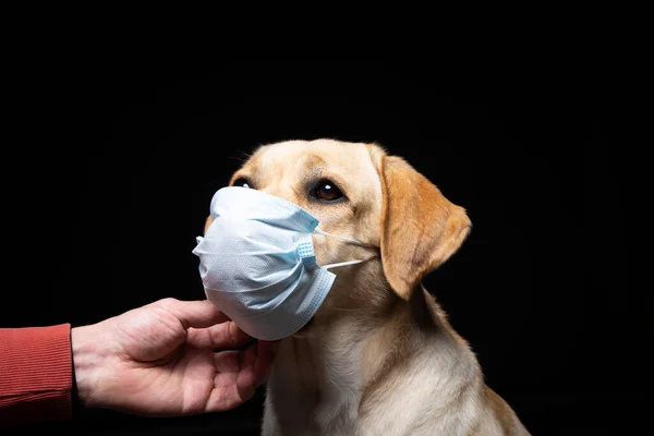 Tıbbi maskeli Labrador Retriever köpeğinin yakın çekimi. Siyah bir arkaplanda izole edilmiş stüdyo fotoğrafı.