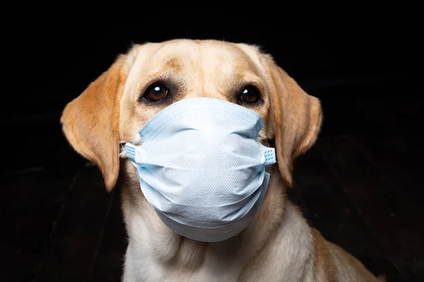 Tıbbi maskeli Labrador Retriever köpeğinin yakın çekimi. Siyah bir arkaplanda izole edilmiş stüdyo fotoğrafı.