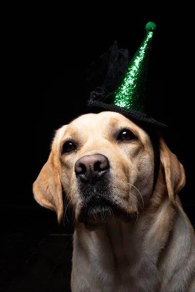 Close Van Een Labrador Retriever Hond Een Hoofdtooi Carnaval Halloween — Stockfoto