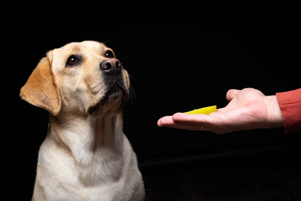 Porträtt Labrador Retriever Hund Med Bit Äpple Näsan Han Poserar — Stockfoto