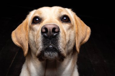 İzole edilmiş siyah bir arka planda Labrador Retriever köpeğinin portresi. Çok neşeli ve mutlu..