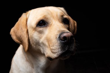 İzole edilmiş siyah bir arka planda Labrador Retriever köpeğinin portresi. Çok neşeli ve mutlu..