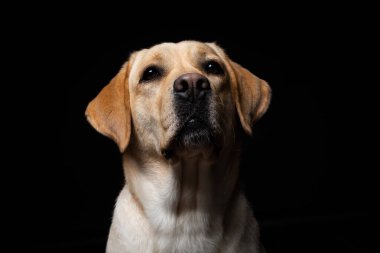 İzole edilmiş siyah bir arka planda Labrador Retriever köpeğinin portresi. Çok neşeli ve mutlu..