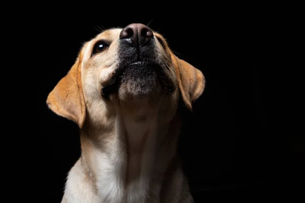 Портрет Собаки Ретривера Лабрадора Изолированном Черном Фоне Веселый Счастливый — стоковое фото