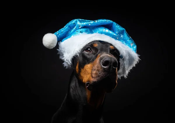 Retrato Perro Doberman Sombrero Santa Claus Aislado Sobre Fondo Negro — Foto de Stock