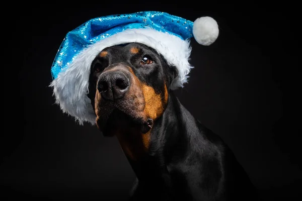 Retrato Cão Doberman Chapéu Papai Noel Isolado Fundo Preto Tiro — Fotografia de Stock