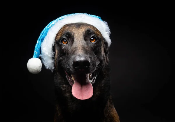 Retrato Cão Pastor Chapéu Papai Noel Isolado Fundo Preto Tiro — Fotografia de Stock