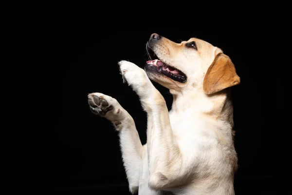 Egy Labrador Retriever Kutya Portréja Elszigetelt Fekete Háttérrel Nagyon Vidám — Stock Fotó