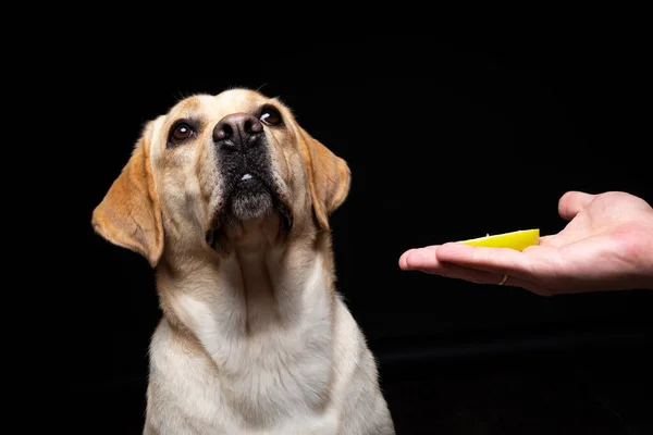 Porträtt Labrador Retriever Hund Med Bit Äpple Näsan Han Poserar — Stockfoto