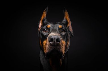 İzole edilmiş siyah bir arka planda bir Doberman köpeğinin portresi. Stüdyo fotoğrafı, yakın çekim..