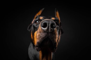 İzole edilmiş siyah bir arka planda bir Doberman köpeğinin portresi. Stüdyo fotoğrafı, yakın çekim..