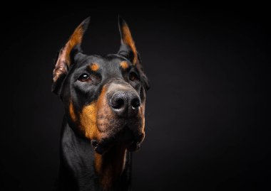 İzole edilmiş siyah bir arka planda bir Doberman köpeğinin portresi. Stüdyo fotoğrafı, yakın çekim..