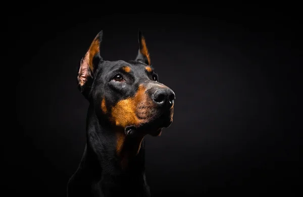Porträt Eines Dobermannhundes Auf Isoliertem Schwarzem Hintergrund Studioaufnahme Nahaufnahme — Stockfoto