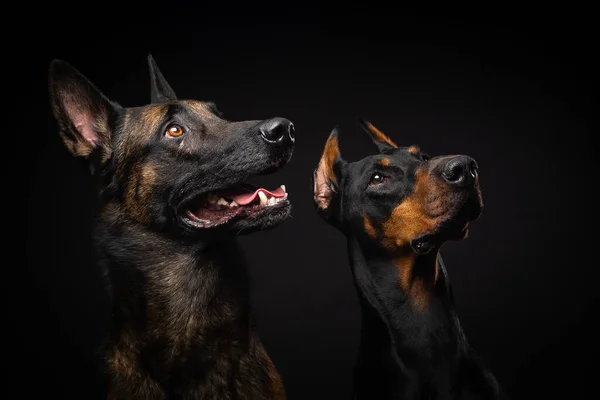 Портрет Бельгійського Собаки Пастуха Добермана Ізольованому Чорному Тлі Студійні Зйомки — стокове фото