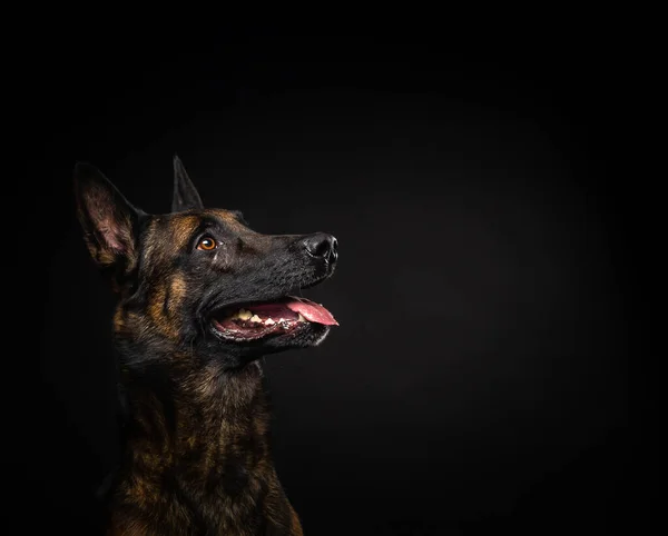 Zole Edilmiş Siyah Bir Arka Planda Belçikalı Bir Çoban Köpeğinin — Stok fotoğraf