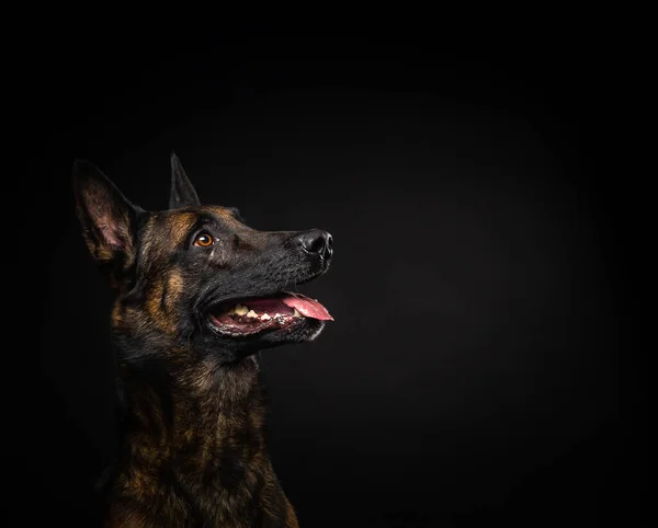 Porträtt Belgisk Herdehund Isolerad Svart Bakgrund Studio Skjuten Närbild — Stockfoto