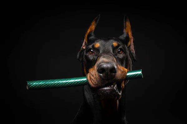 多伯曼狗的肖像 嘴里衔着玩具 在一个孤立的黑色背景上被射杀 演播室拍摄 — 图库照片