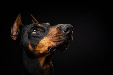 İzole edilmiş siyah bir arka planda bir Doberman köpeğinin portresi. Stüdyo fotoğrafı, yakın çekim..