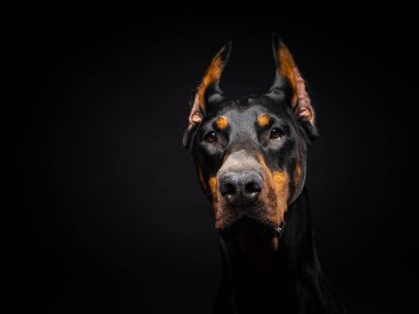 İzole edilmiş siyah bir arka planda bir Doberman köpeğinin portresi. Stüdyo fotoğrafı, yakın çekim..