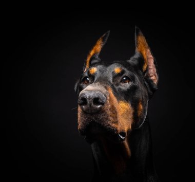 İzole edilmiş siyah bir arka planda bir Doberman köpeğinin portresi. Stüdyo fotoğrafı, yakın çekim..