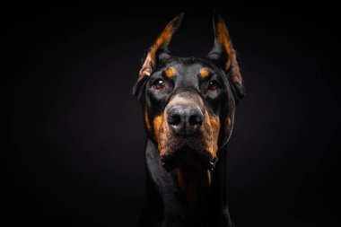 İzole edilmiş siyah bir arka planda bir Doberman köpeğinin portresi. Stüdyo fotoğrafı, yakın çekim..