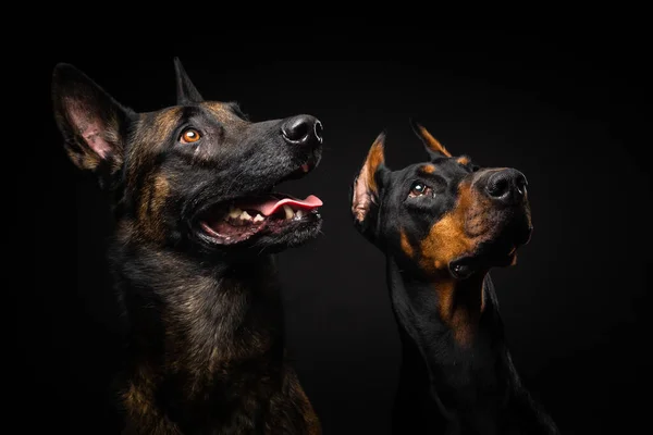 ベルギーの羊飼いの犬と孤立した黒い背景のドーベルマンの肖像画 スタジオショット クローズアップ — ストック写真