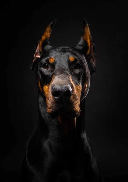 Портрет Собаки Добермана Ізольованому Чорному Тлі Студійні Зйомки — стокове фото