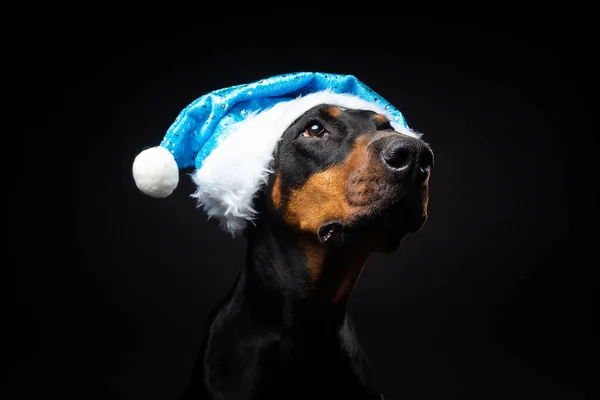 Retrato Perro Doberman Sombrero Santa Claus Aislado Sobre Fondo Negro — Foto de Stock