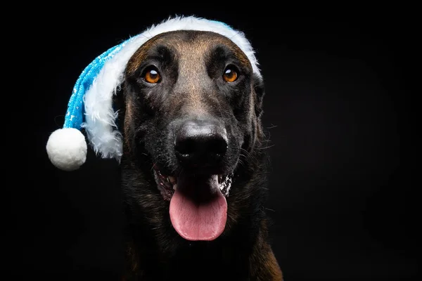 Retrato Perro Pastor Con Sombrero Papá Noel Aislado Sobre Fondo — Foto de Stock