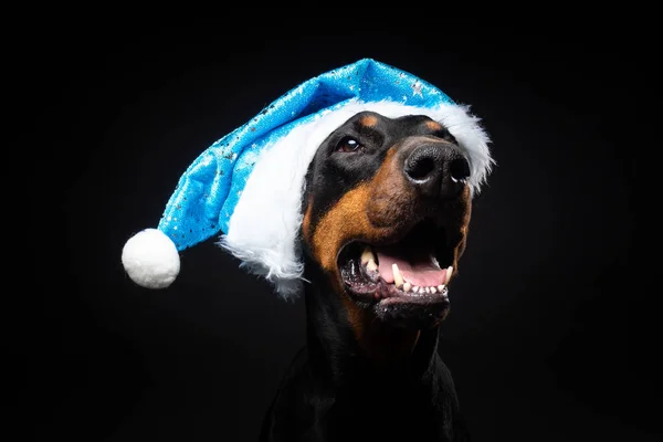 Retrato Perro Doberman Sombrero Santa Claus Aislado Sobre Fondo Negro — Foto de Stock