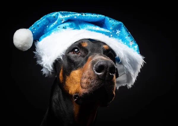 Retrato Cão Doberman Chapéu Papai Noel Isolado Fundo Preto Tiro — Fotografia de Stock