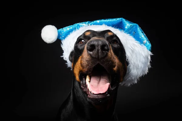 Retrato Cão Doberman Chapéu Papai Noel Isolado Fundo Preto Tiro — Fotografia de Stock