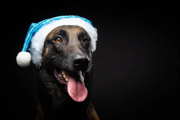 Retrato Perro Pastor Con Sombrero Papá Noel Aislado Sobre Fondo — Foto de Stock