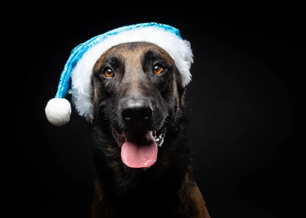 Retrato Cão Pastor Chapéu Papai Noel Isolado Fundo Preto Tiro — Fotografia de Stock