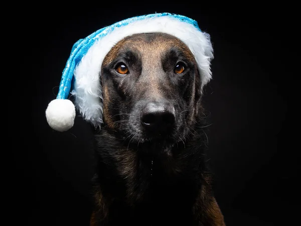 Retrato Cão Pastor Chapéu Papai Noel Isolado Fundo Preto Tiro — Fotografia de Stock