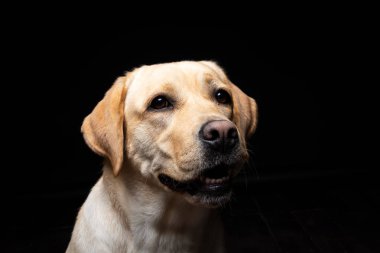 İzole edilmiş siyah bir arka planda Labrador Retriever köpeğinin portresi. Çok neşeli ve mutlu..